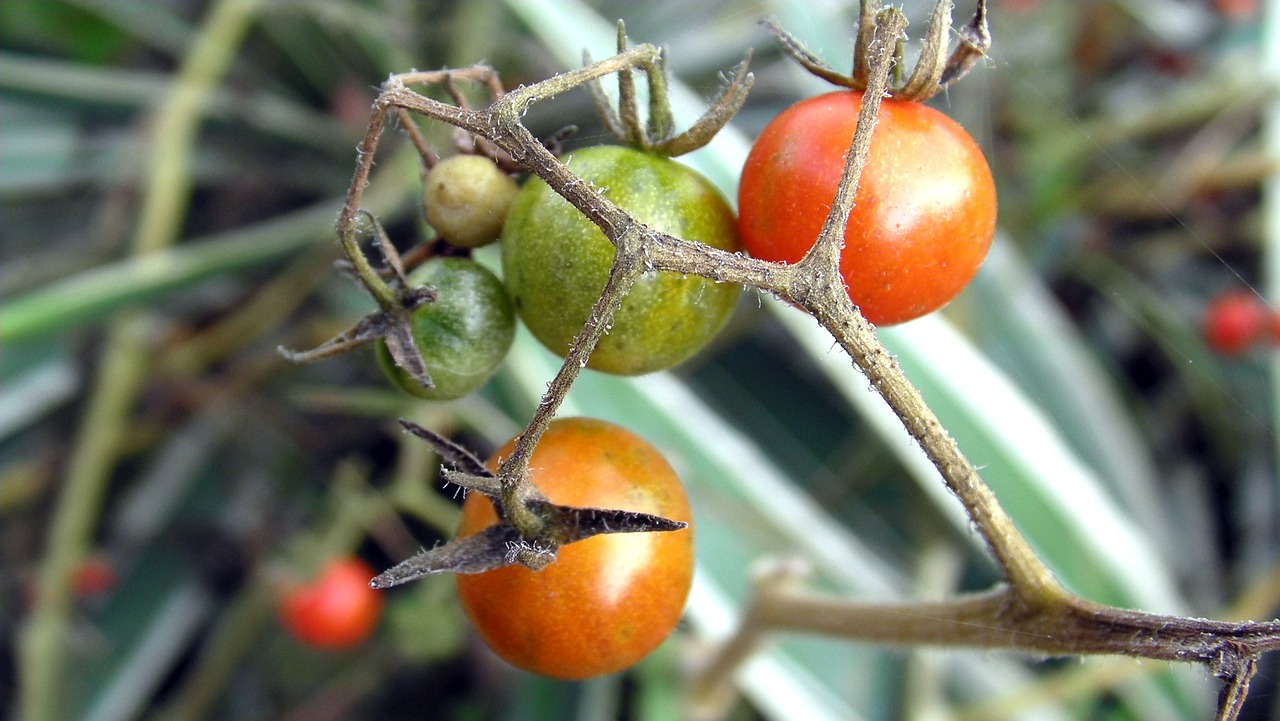 tomato garden vegetable free photo