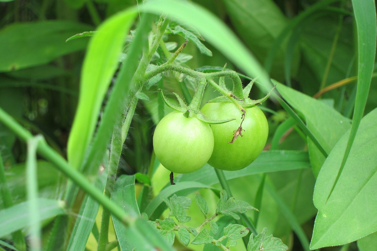 tomato plant green free photo