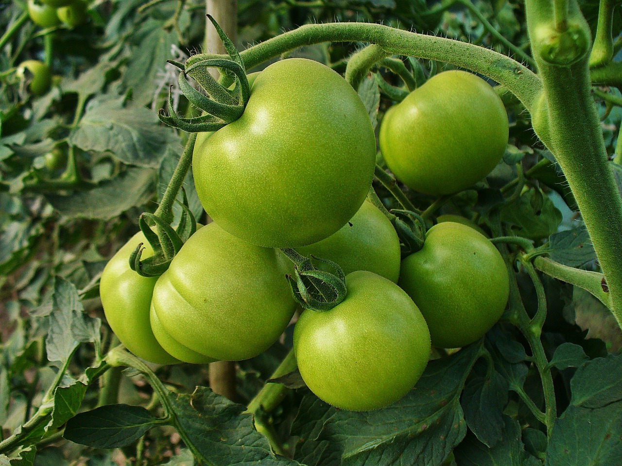 tomato vegetables eat free photo