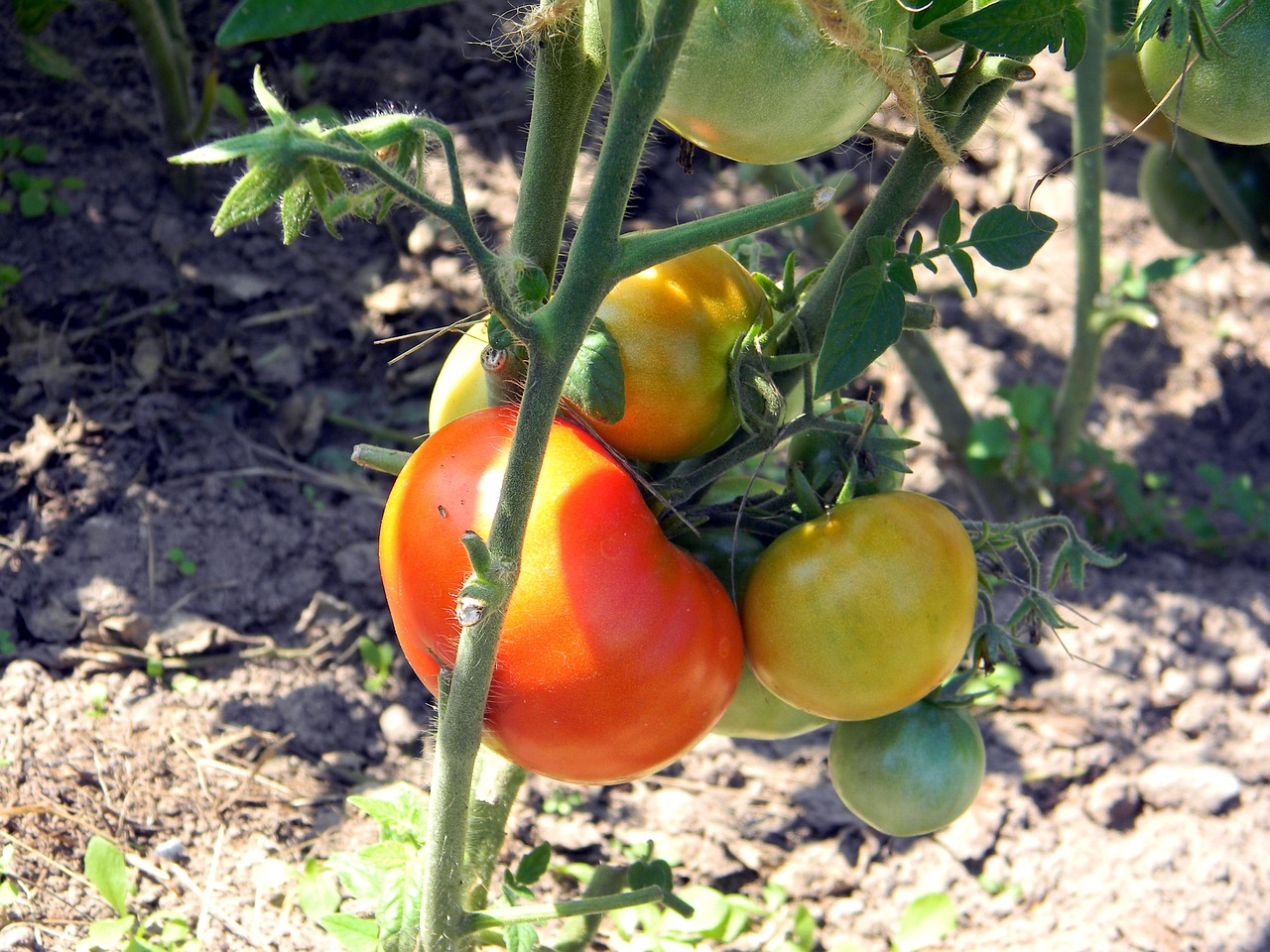 tomato tomatoes why free photo