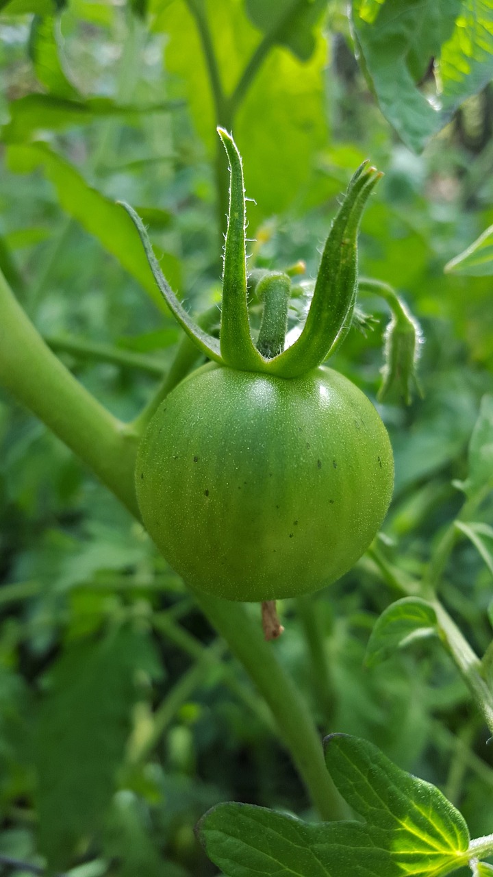 tomato green tomato garden free photo