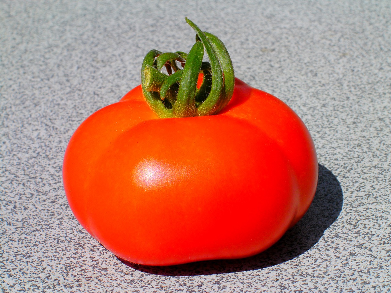 tomato fruit garden free photo