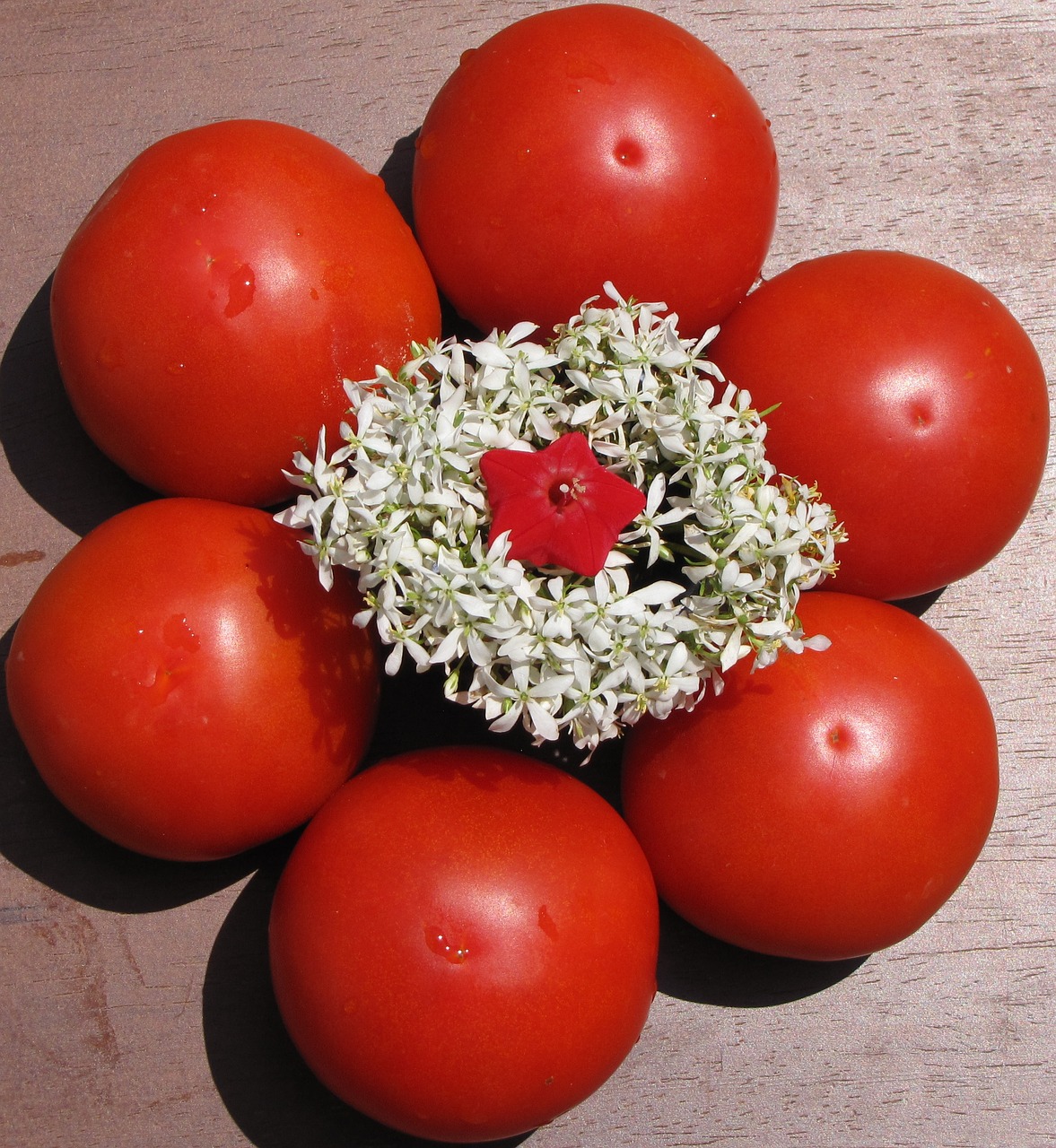 tomato flower red free photo