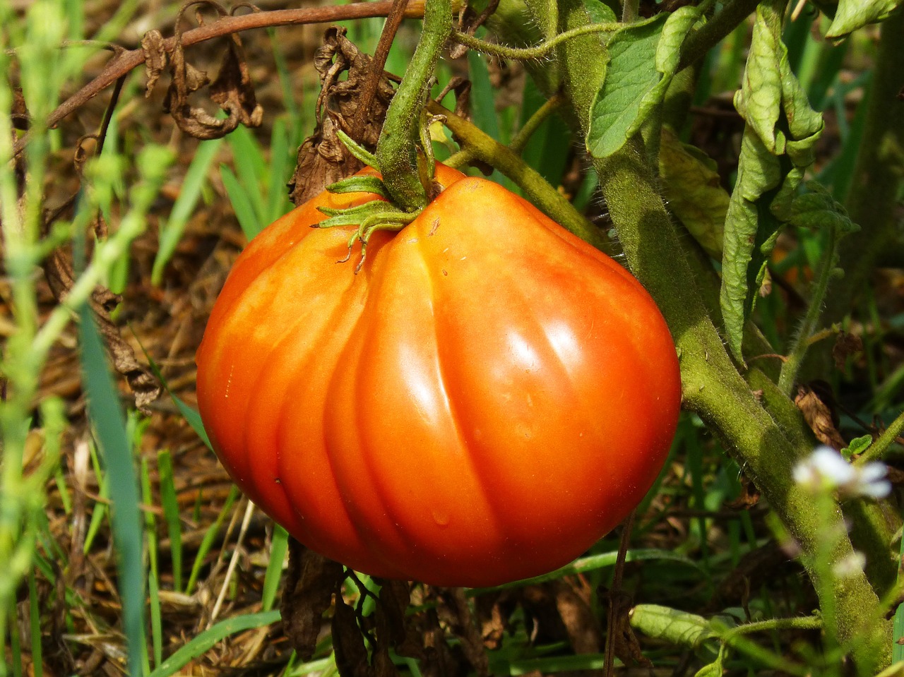 tomato mature orchard free photo