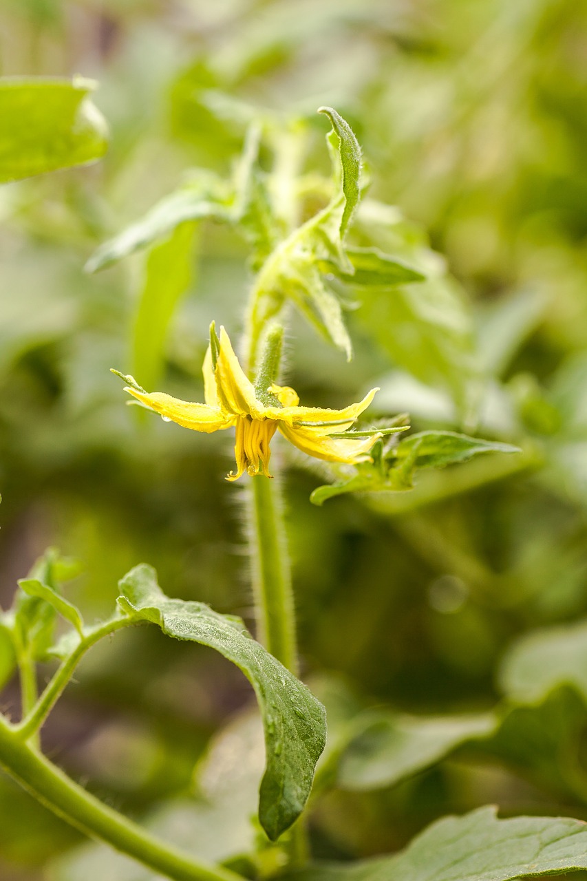 tomato garden green free photo