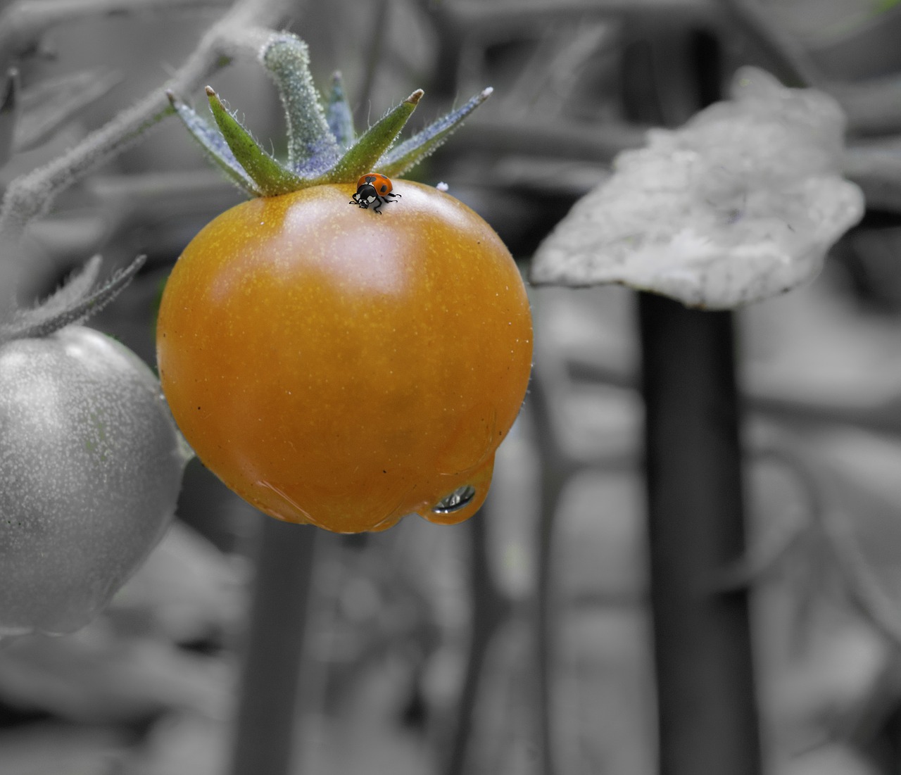tomato ladybug black and white free photo
