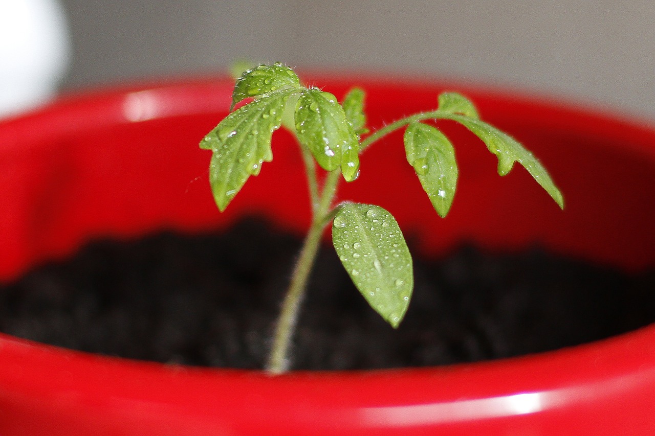 tomato seedling plant free photo