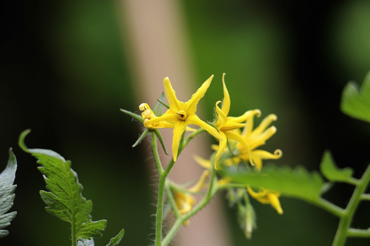 tomato flower flower beauty free photo