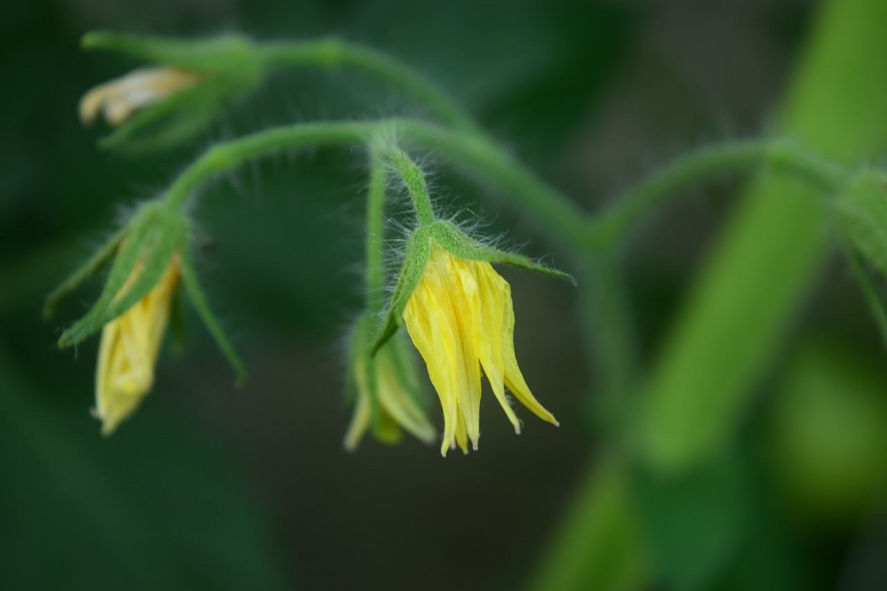 tomato flower garden yellow free photo