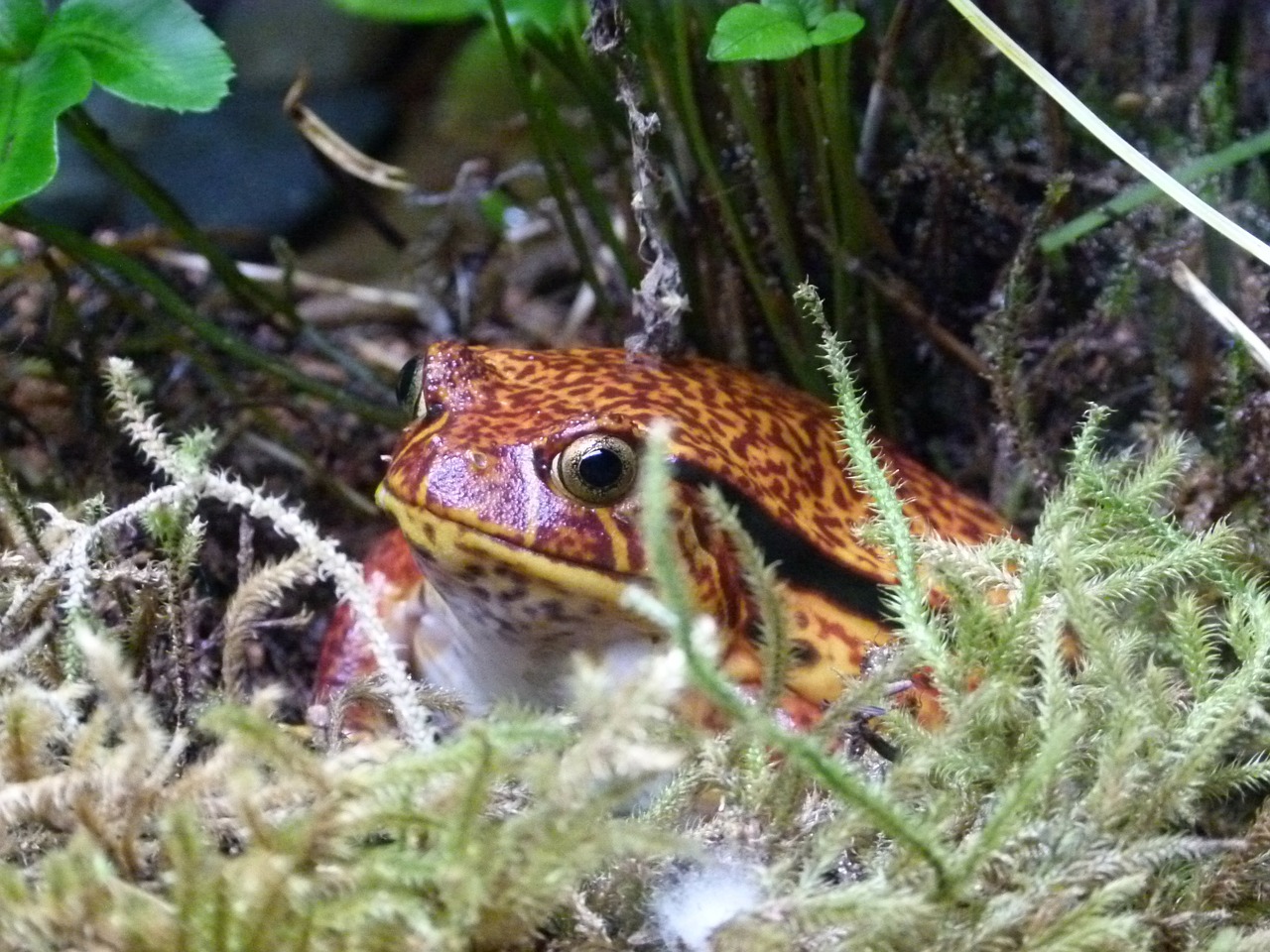 tomato frog amphibian frog pond free photo