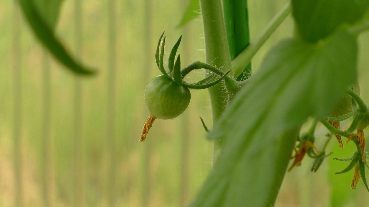 tomato fruit mini tomato home grown free photo