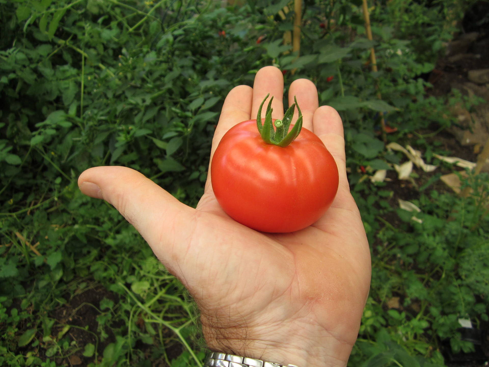 tomato hand organic free photo