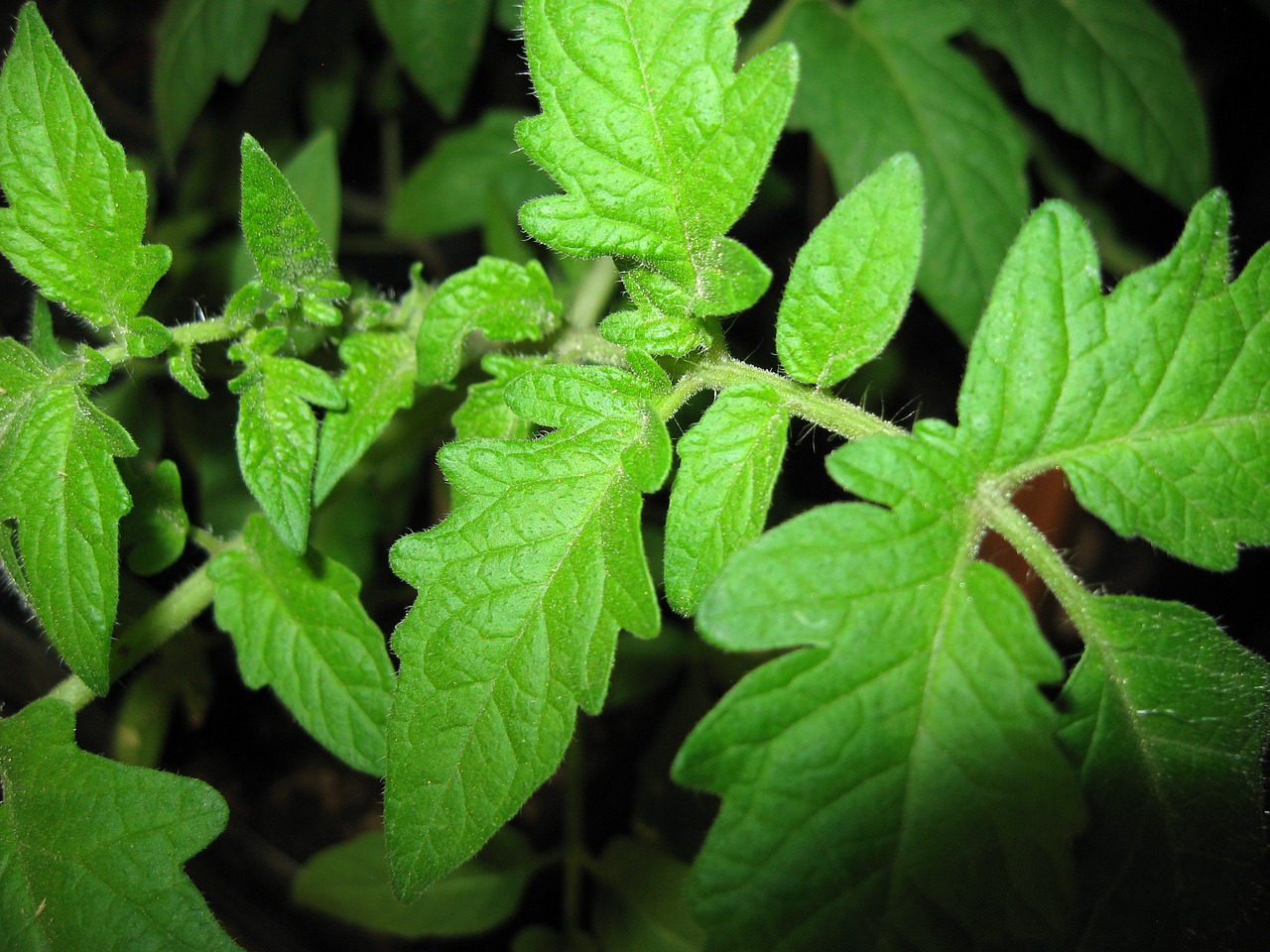 tomato leaf plant tomato free photo