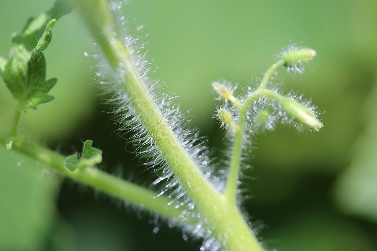 tomato petiole vegetable macro free photo