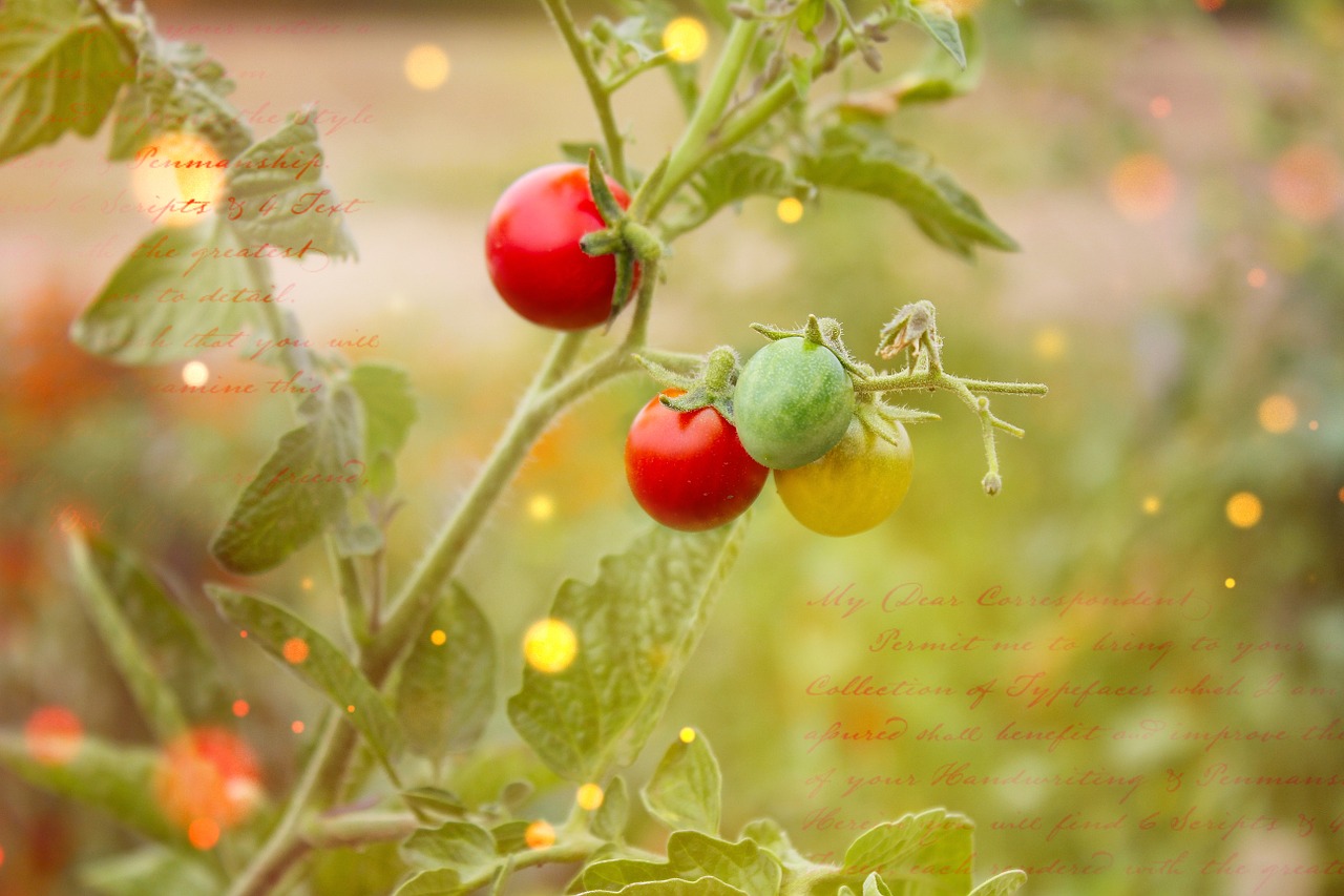 tomato plant trusses vegetables free photo