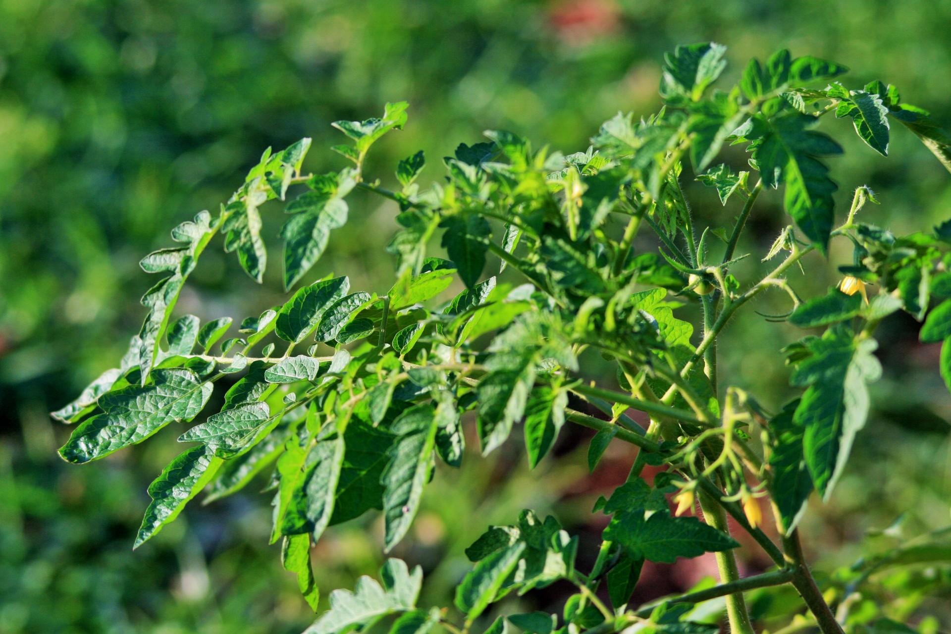 plant tomato green free photo