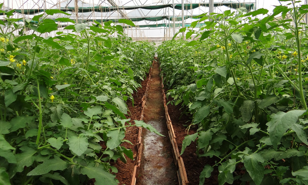 tomato plants hothouse greenhouse free photo