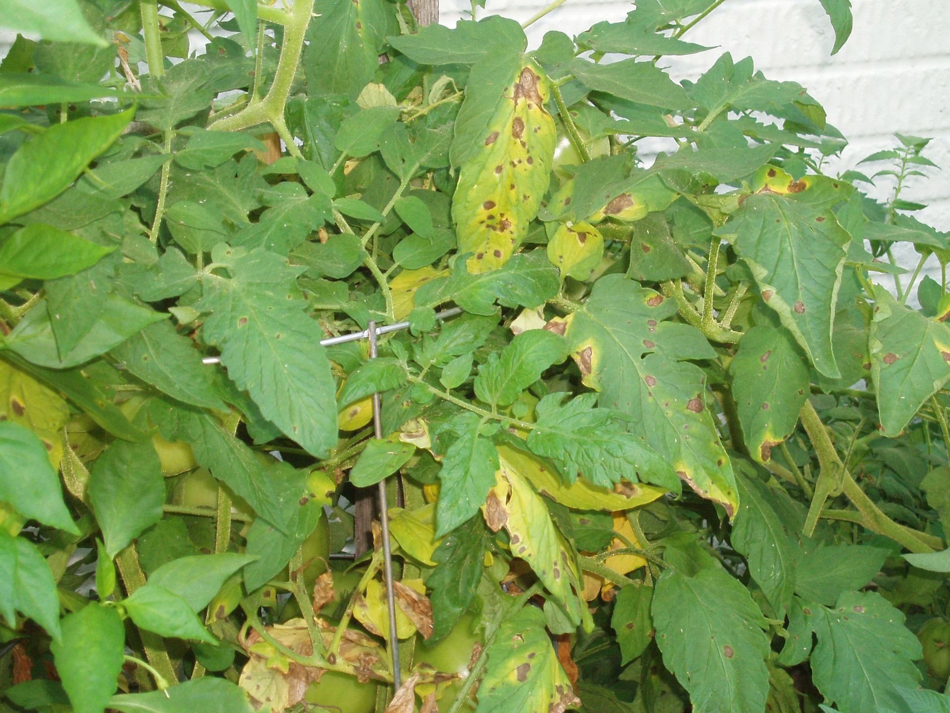 tomato plant disease free photo