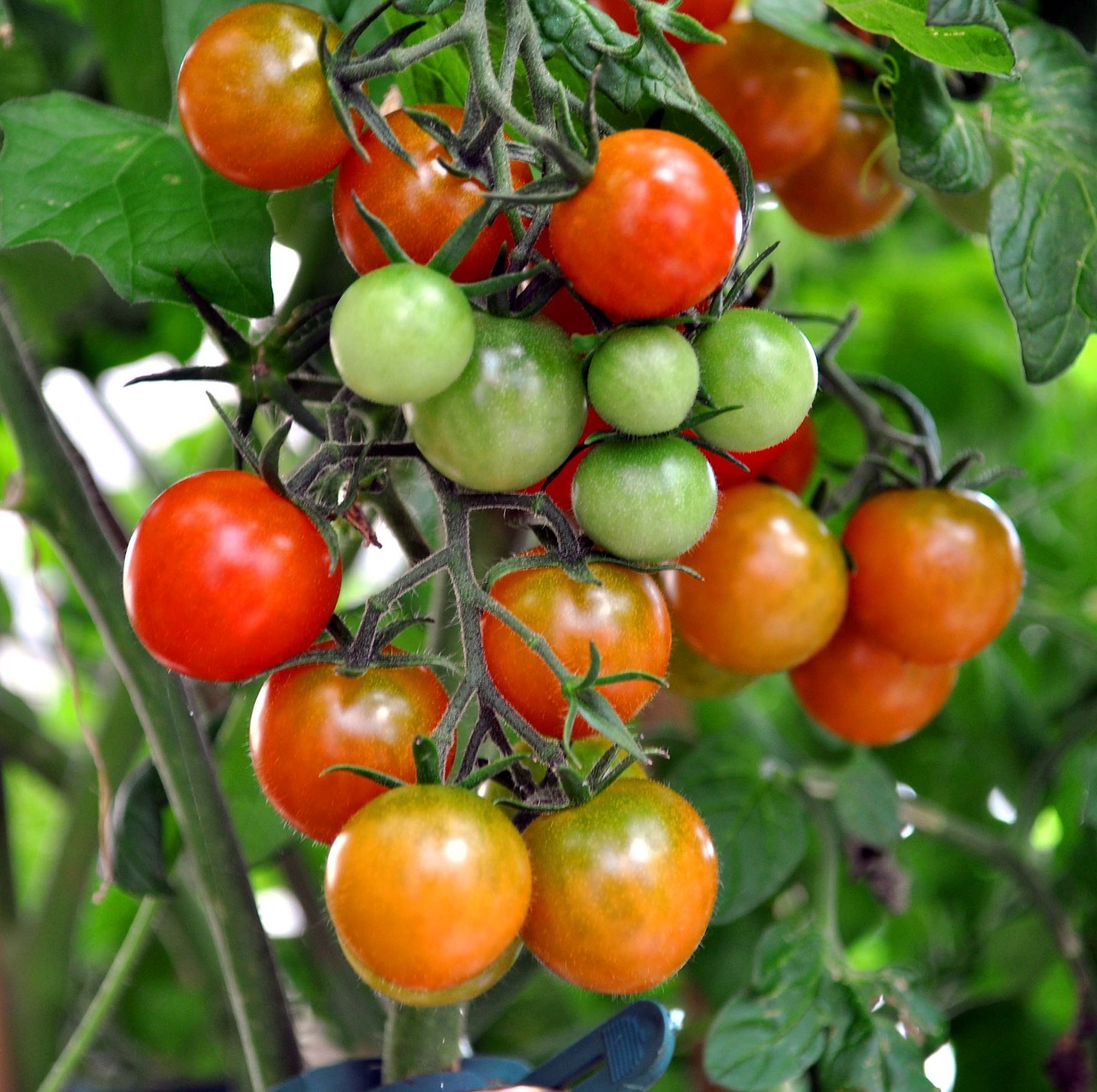 tomato shrub coctailtomate red free photo