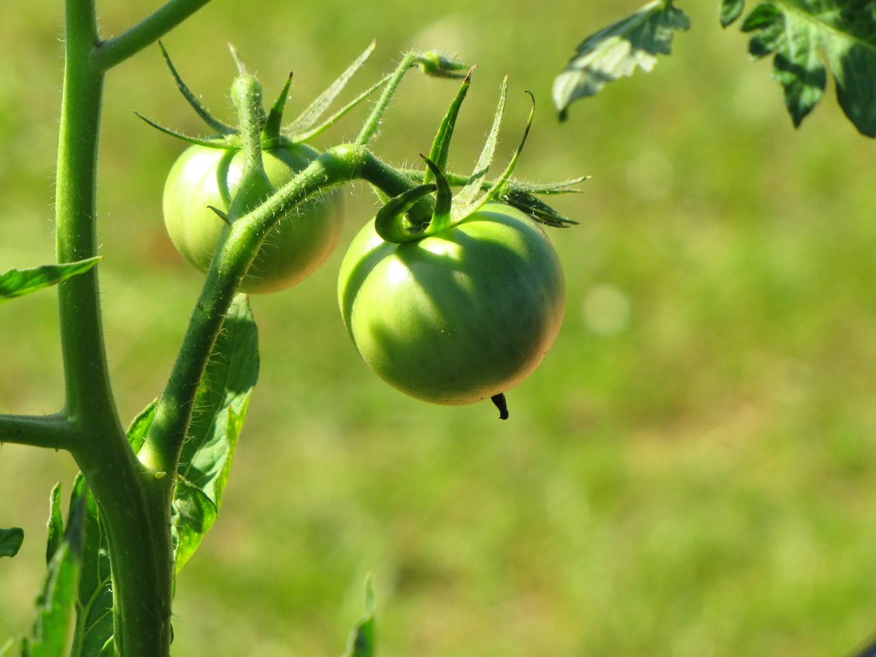 tomatoe plant natural free photo