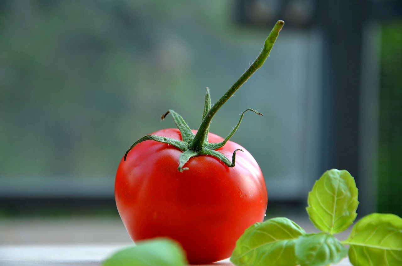 tomato fresh basil free photo