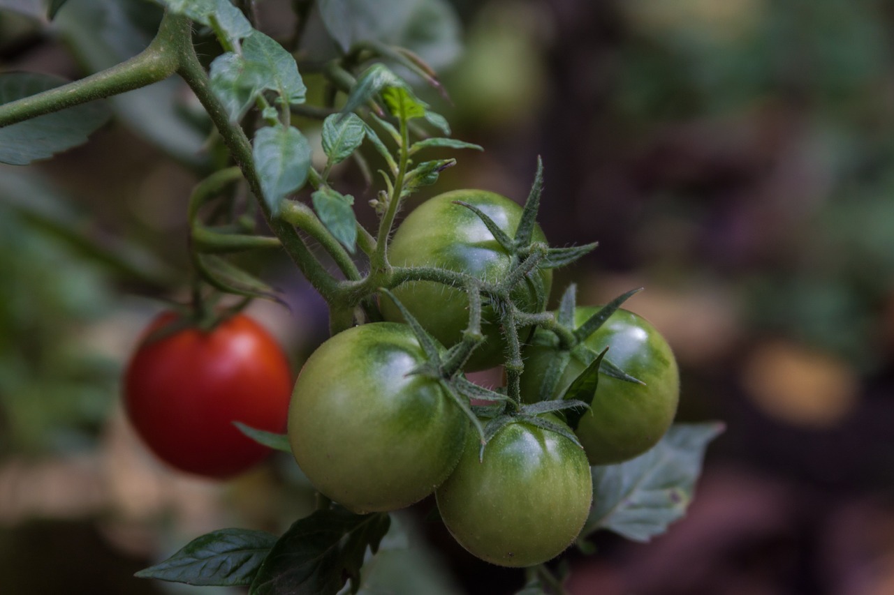 tomatoes garden organic free photo