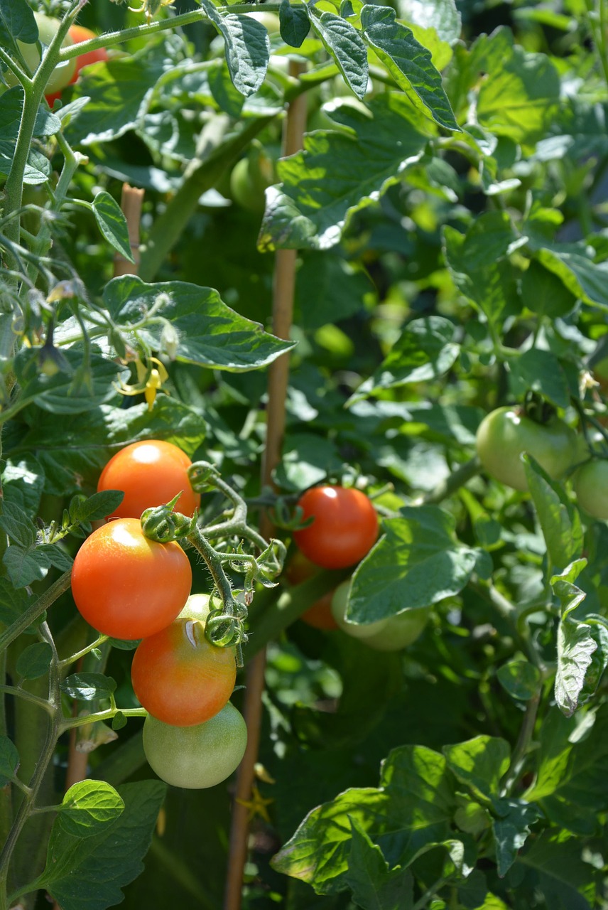 tomatoes plant vegetables free photo