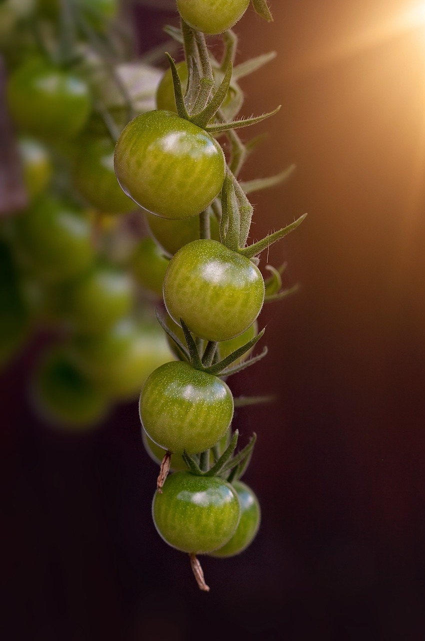 tomatoes green trusses free photo