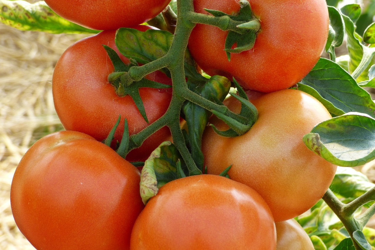 tomatoes tomato vegetable free photo