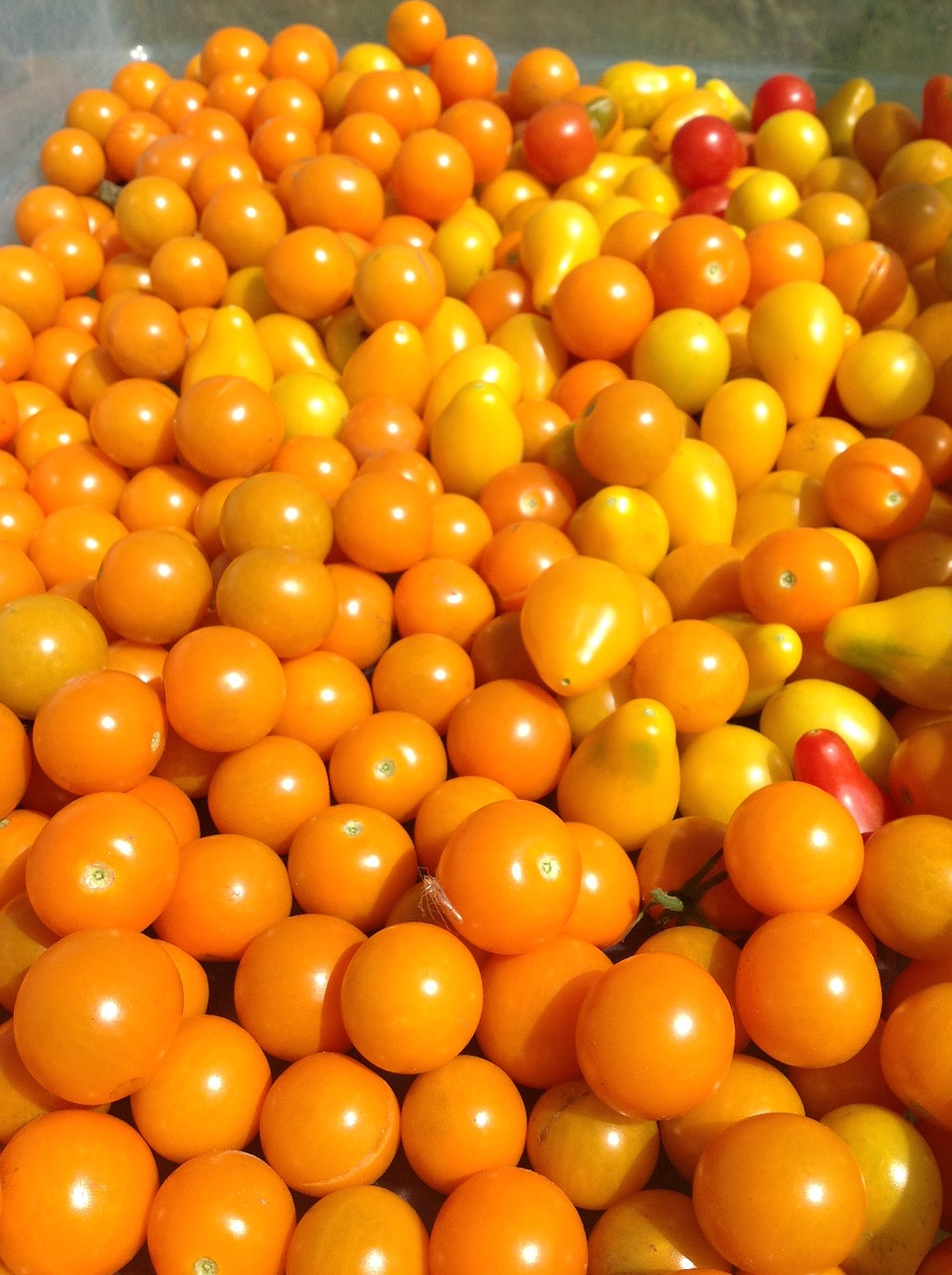 tomatoes food farm life free photo