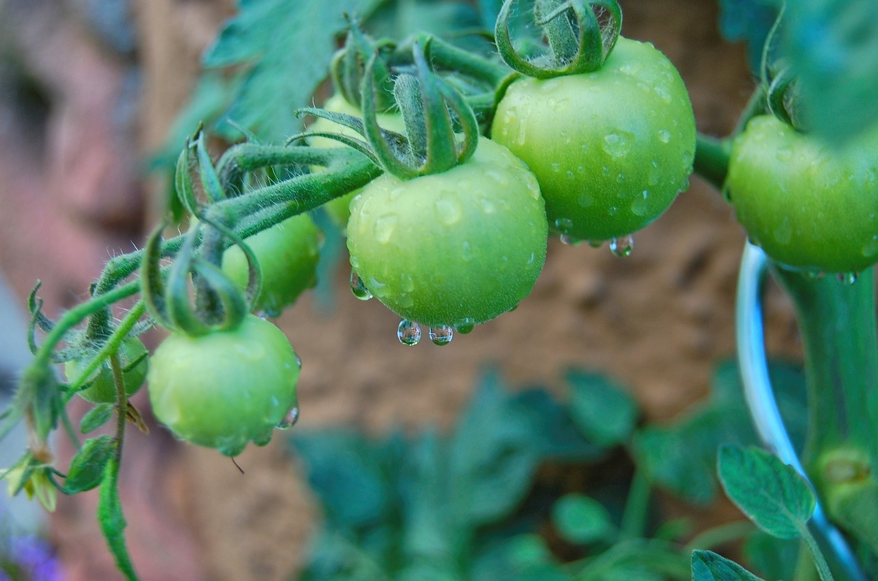 tomatoes green drip free photo