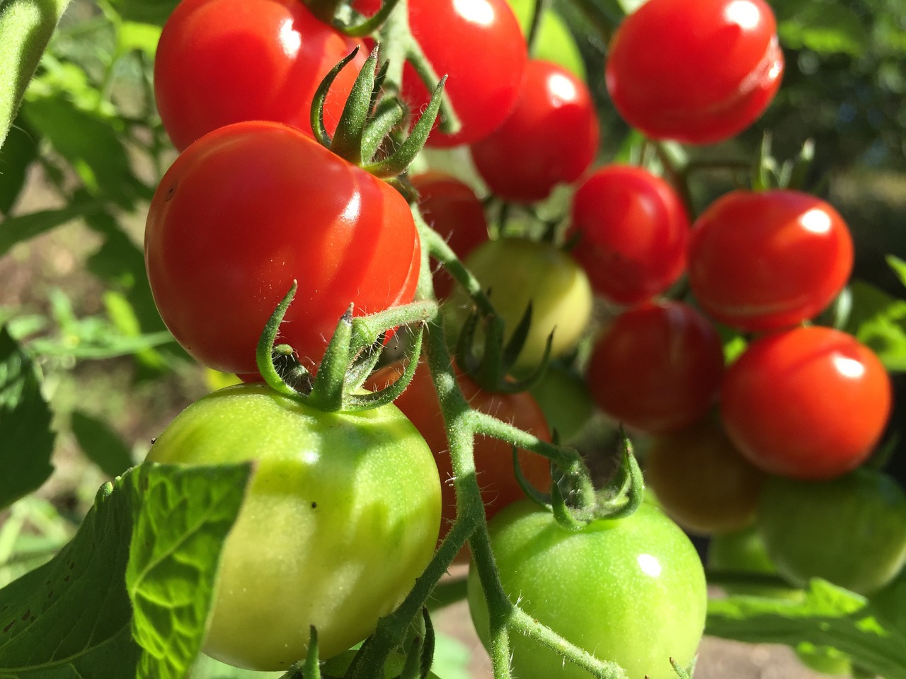 tomatoes red green free photo