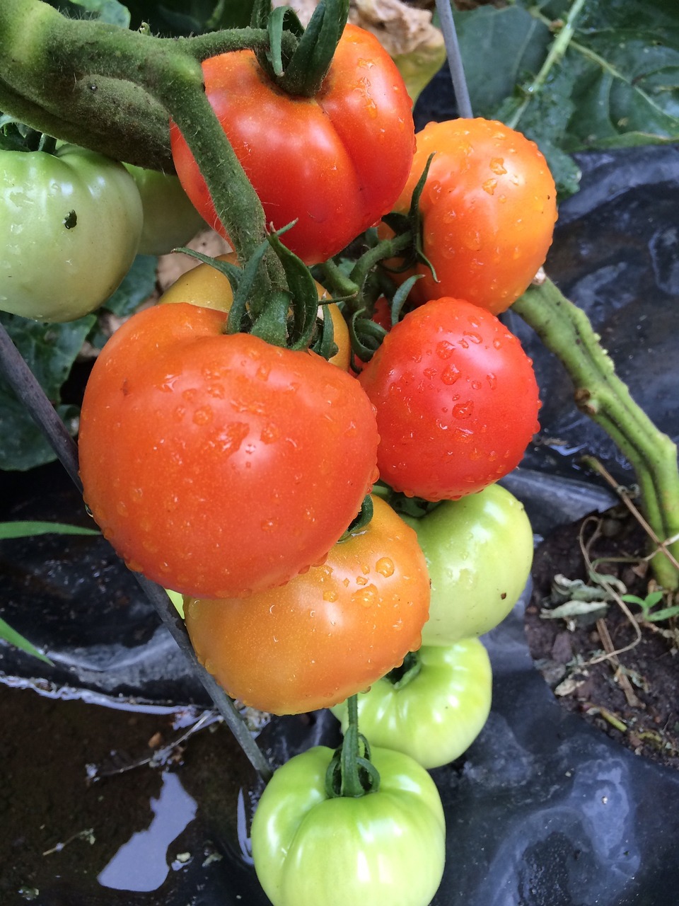 tomatoes vine ripe free photo