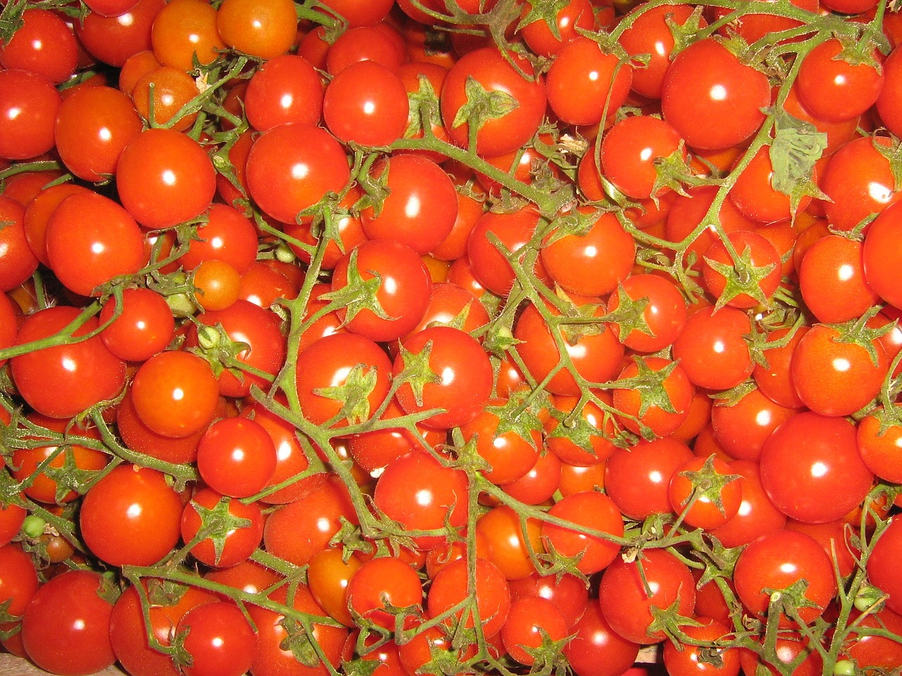 tomatoes trusses vegetables free photo