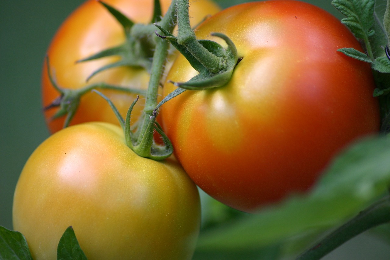 tomatoes tomato summer free photo