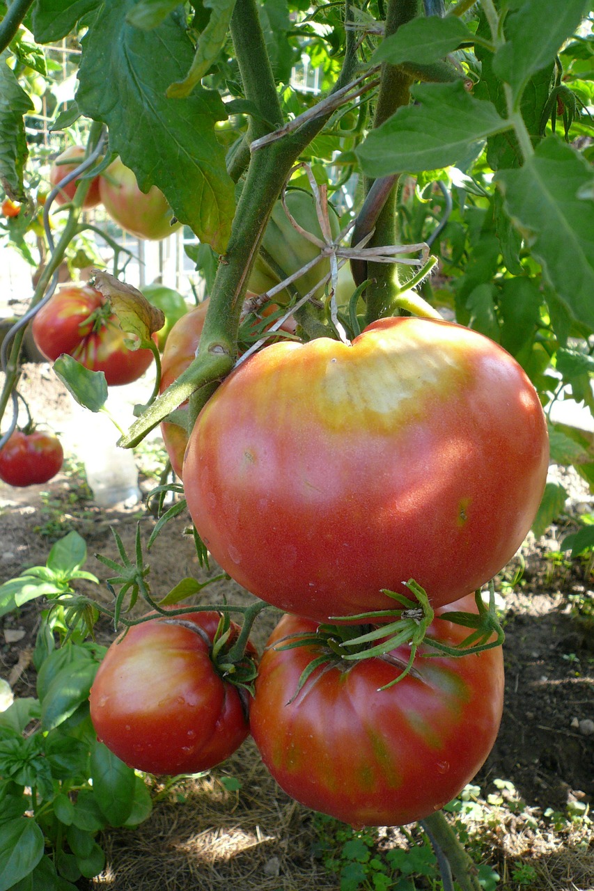 tomatoes vegetables garden free photo