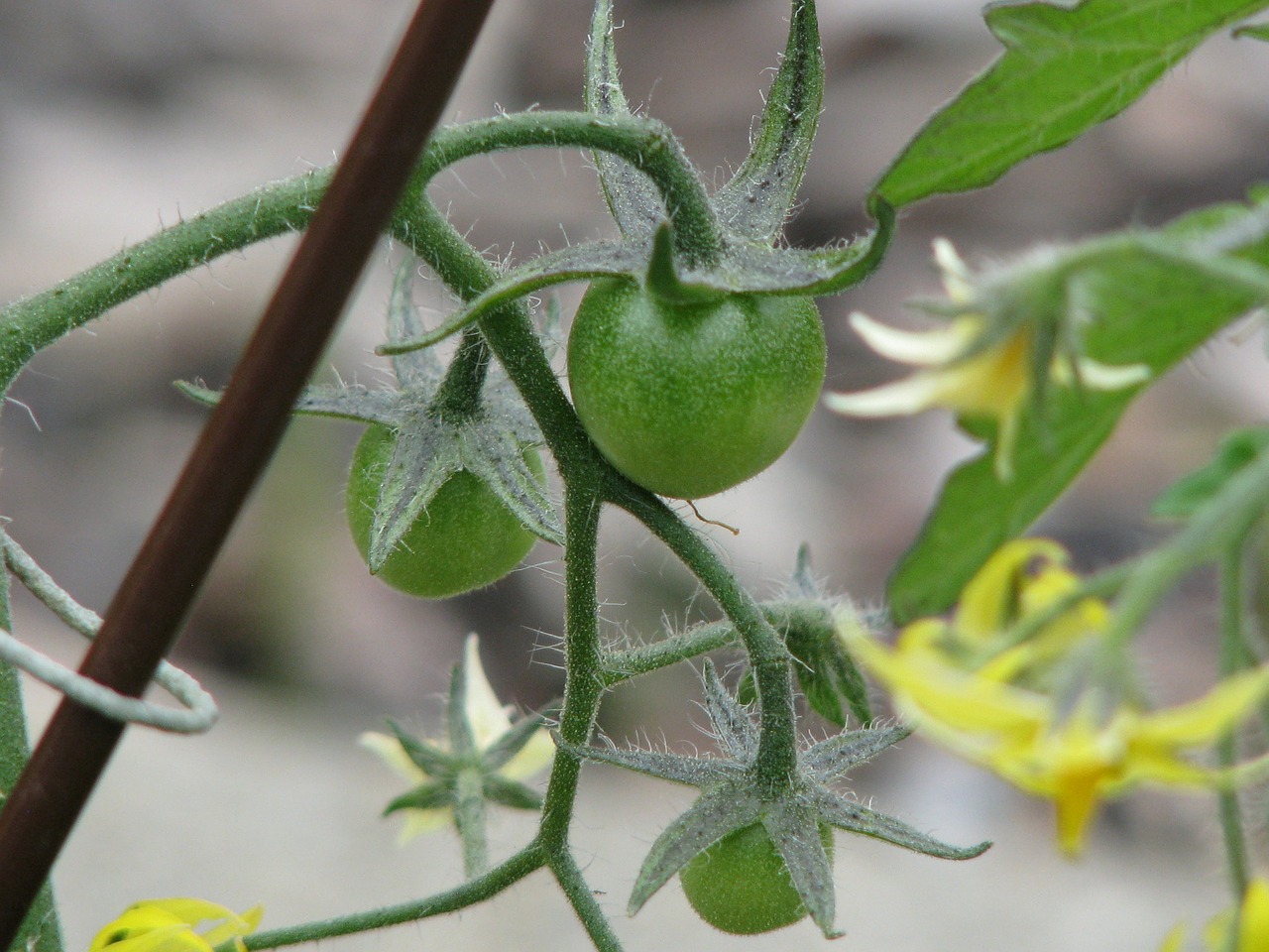 tomatoes green plant free photo