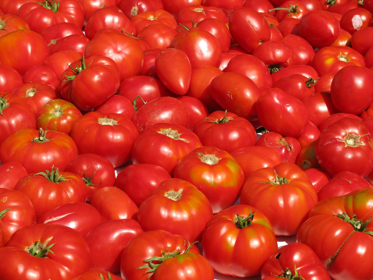 tomatoes vegetables food free photo