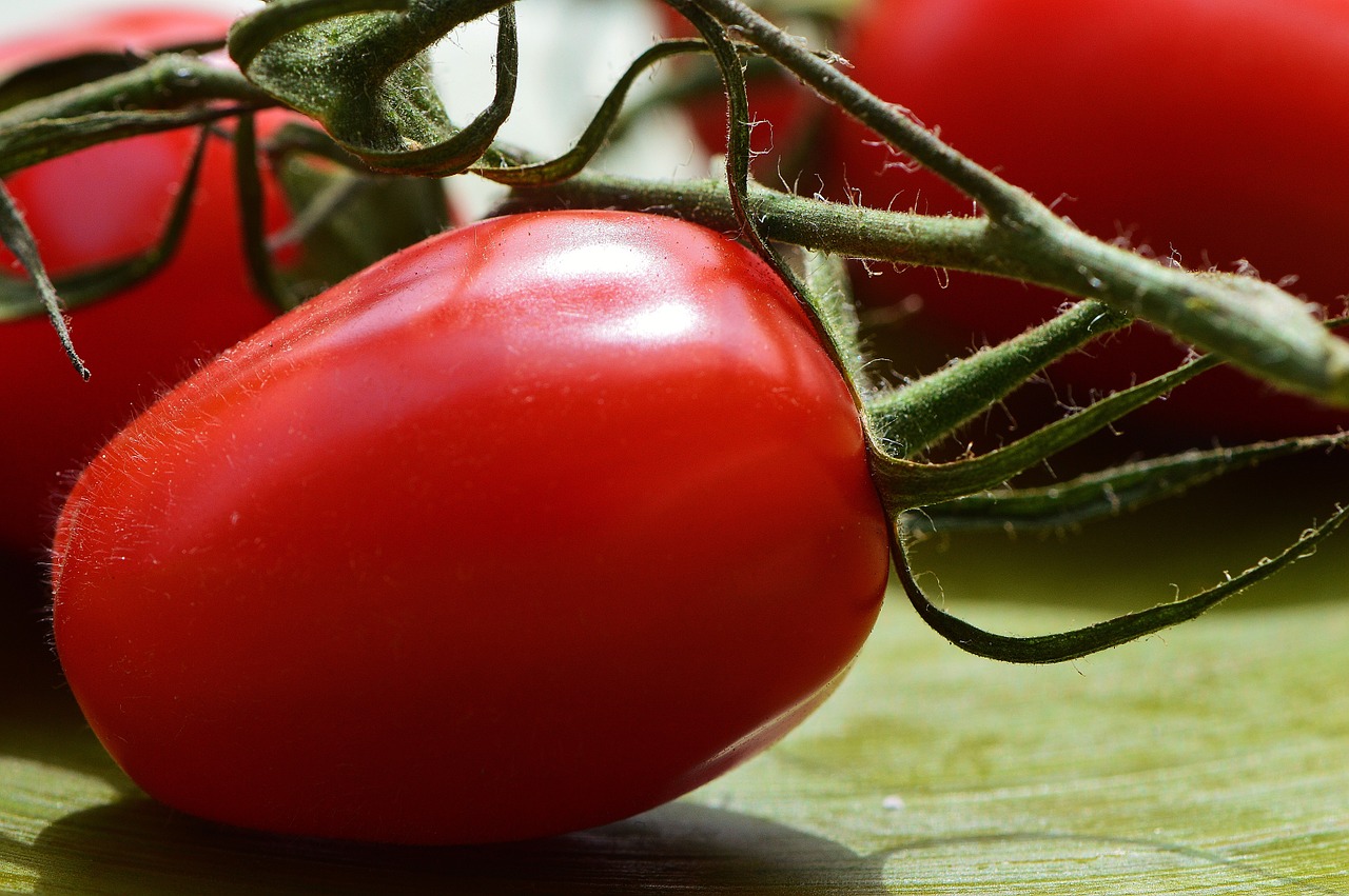 tomatoes vegetables macro free photo