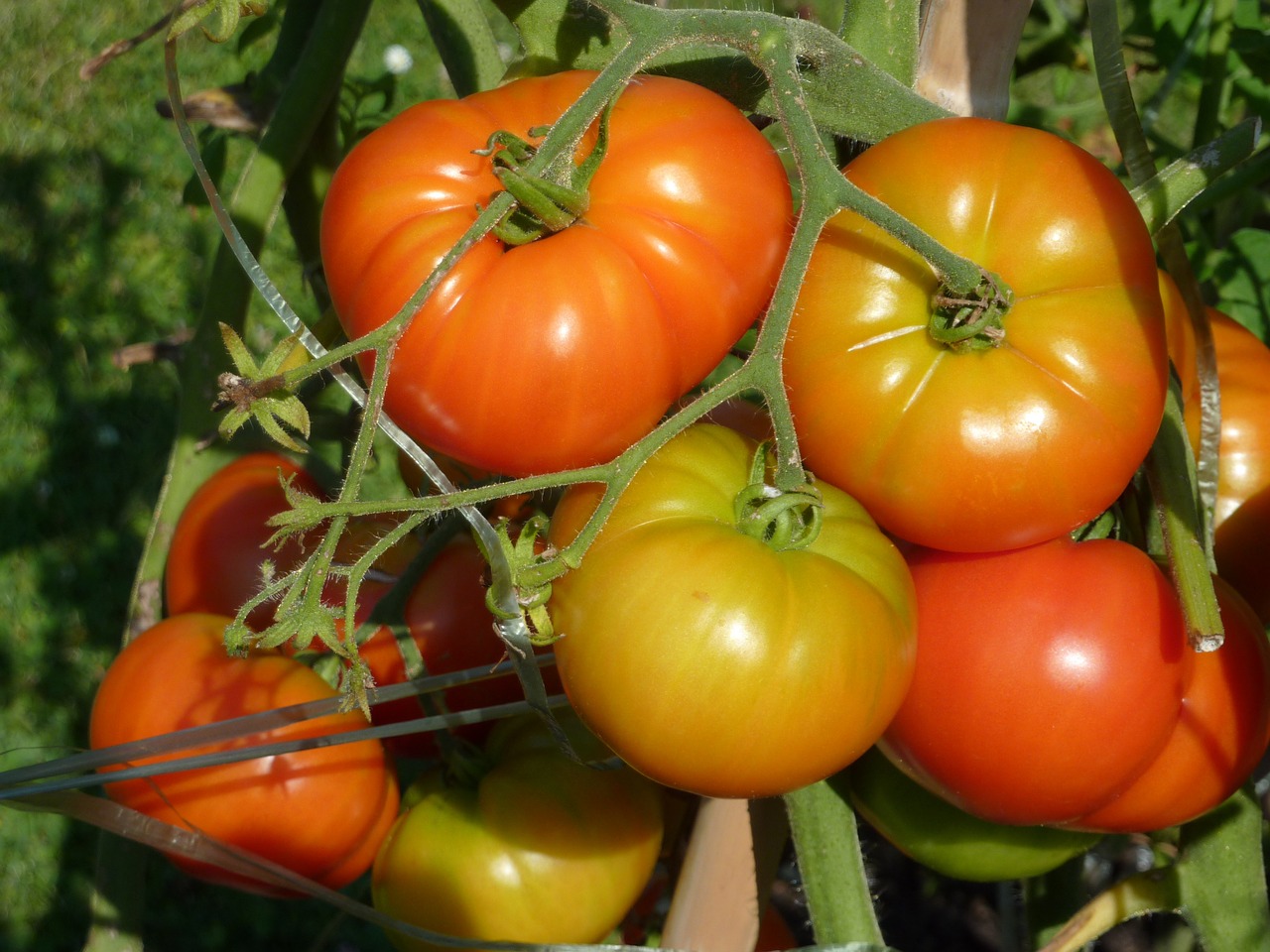 tomatoes vegetable garden vegetables free photo