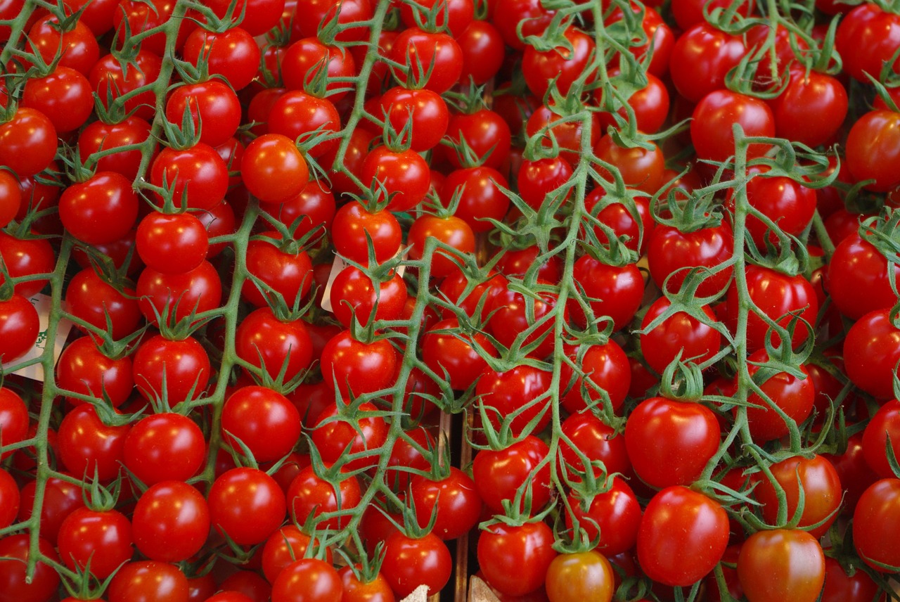 tomatoes vegetables plant free photo