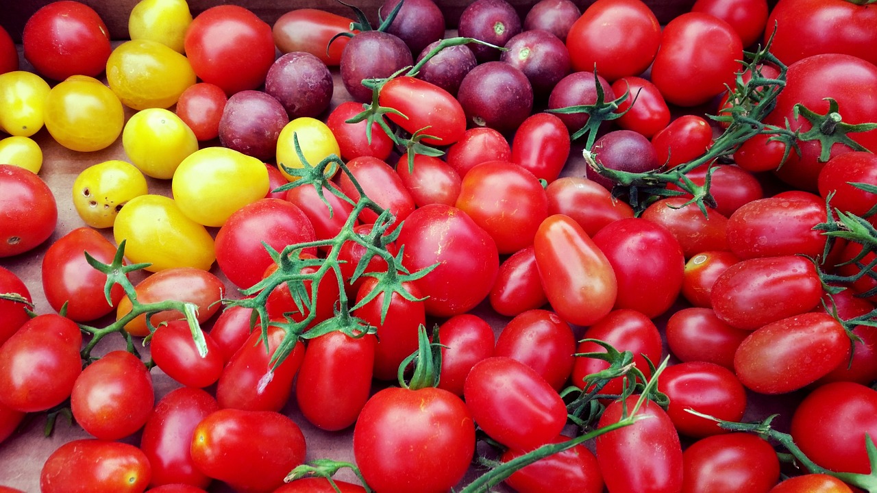 tomatoes vegetables bio free photo