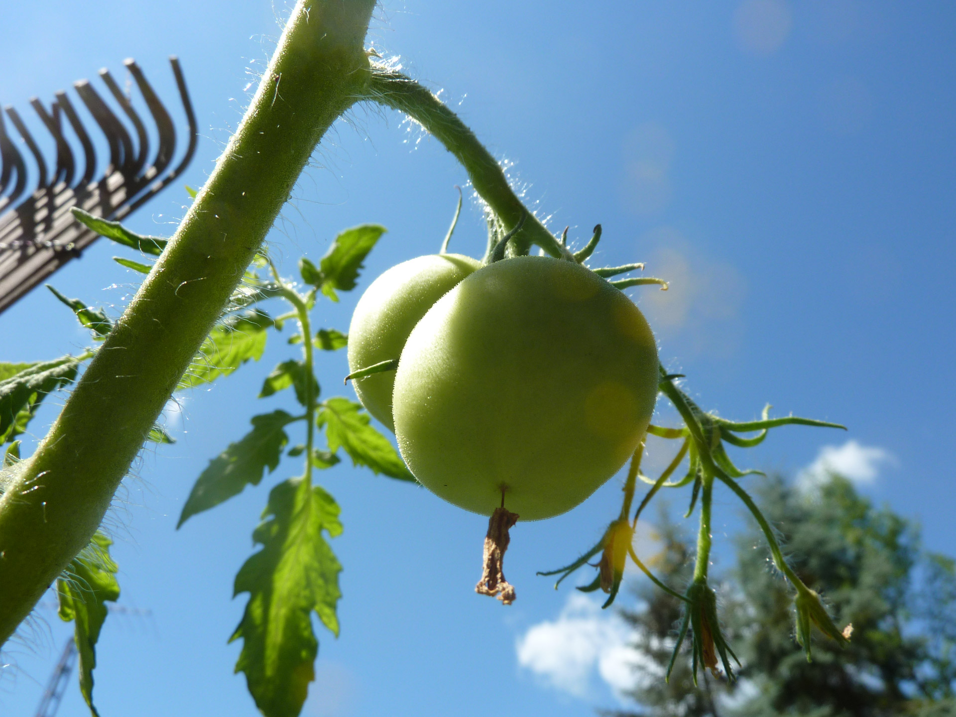 vegetable food green free photo