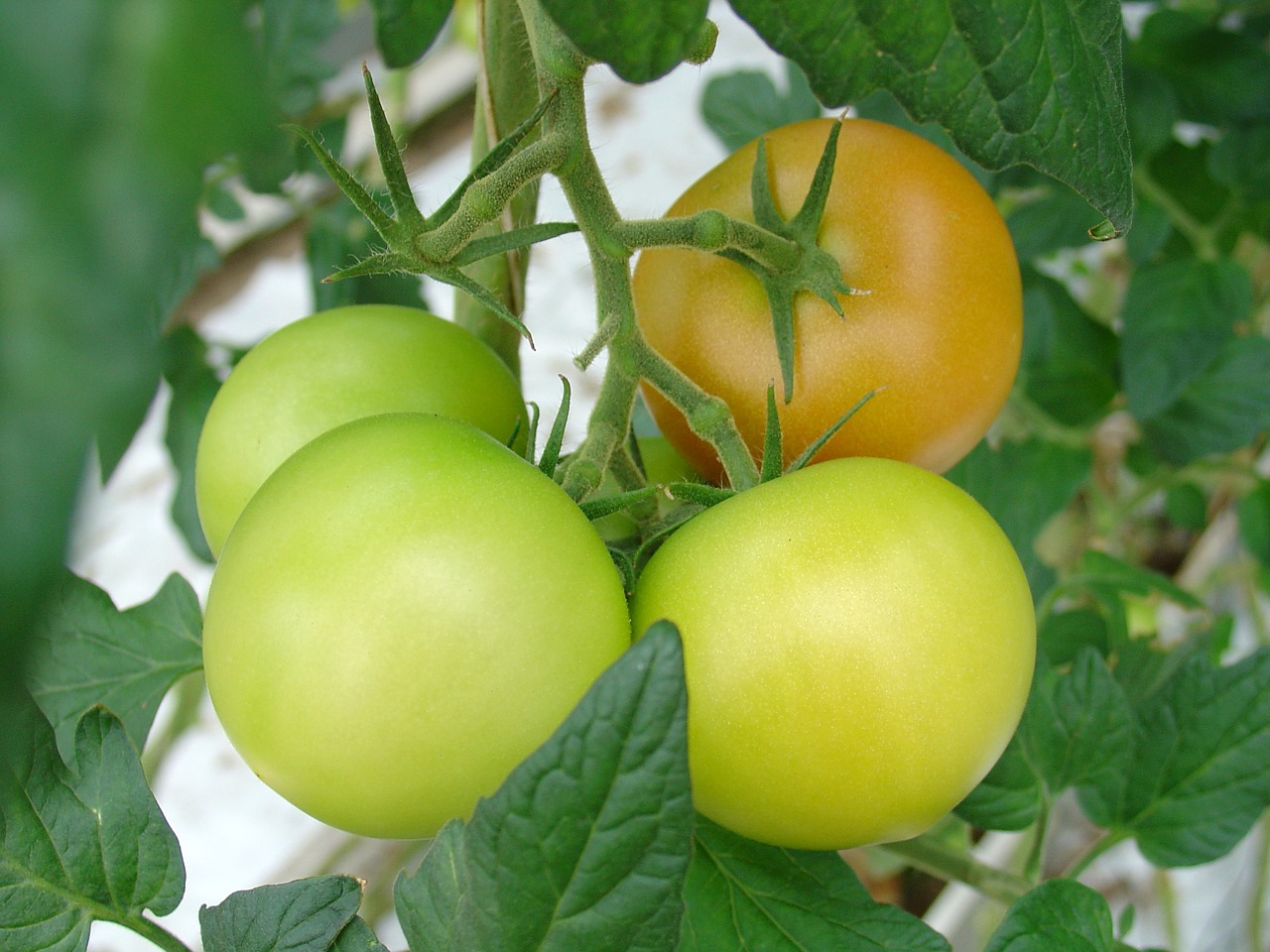 tomatoes finland vegetables free photo