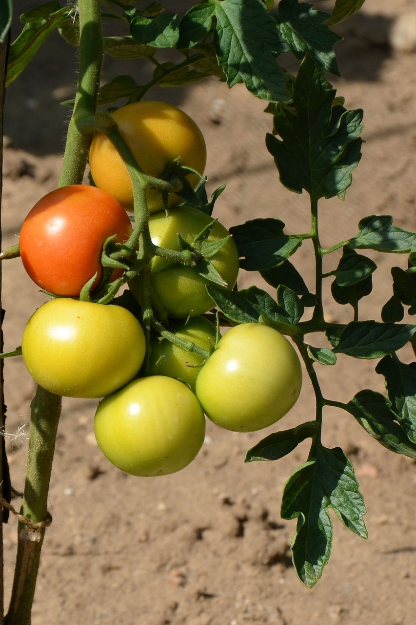tomatoes tomatenrispe vegetables free photo