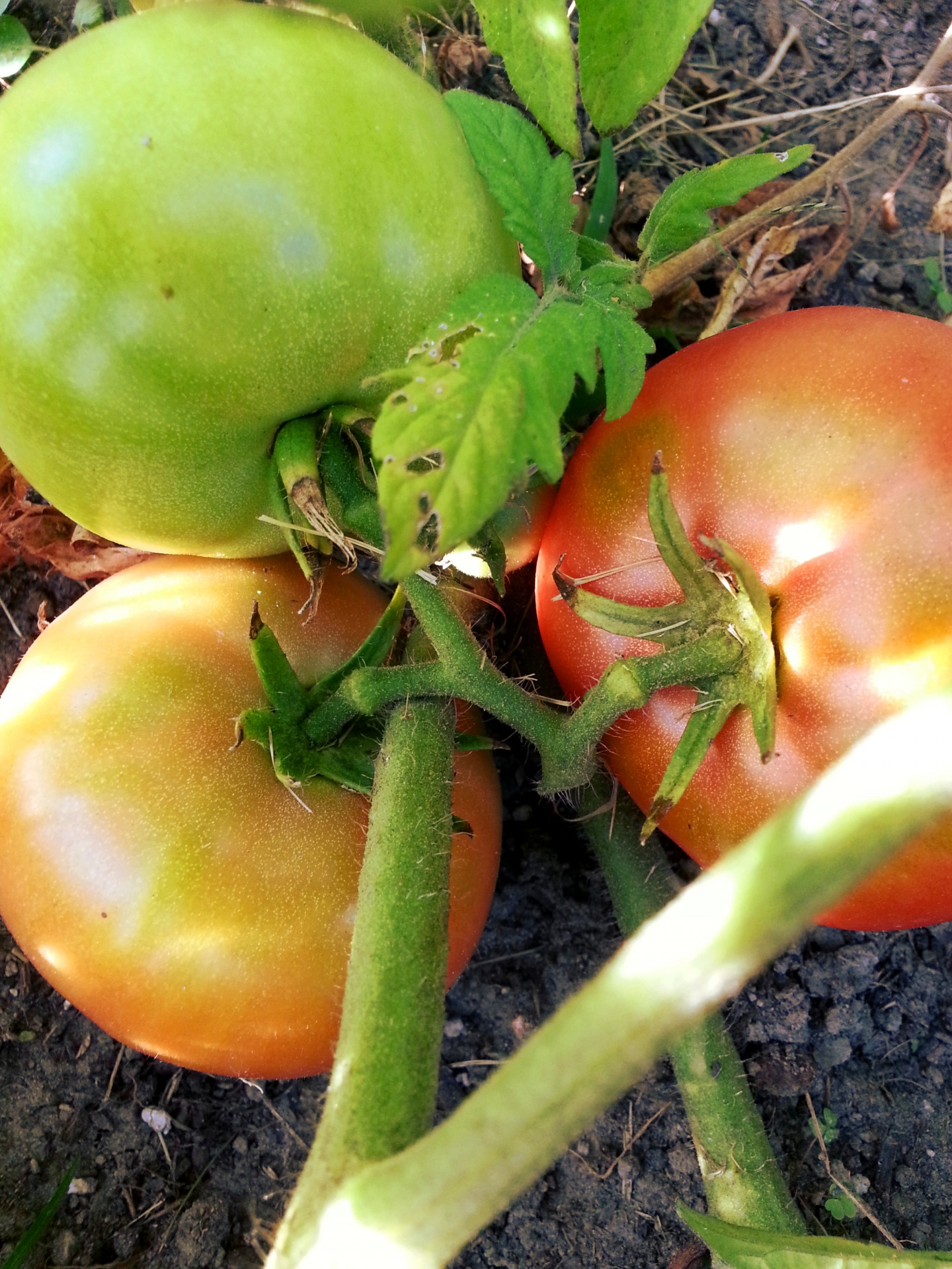 tomatoes tomato garden free photo