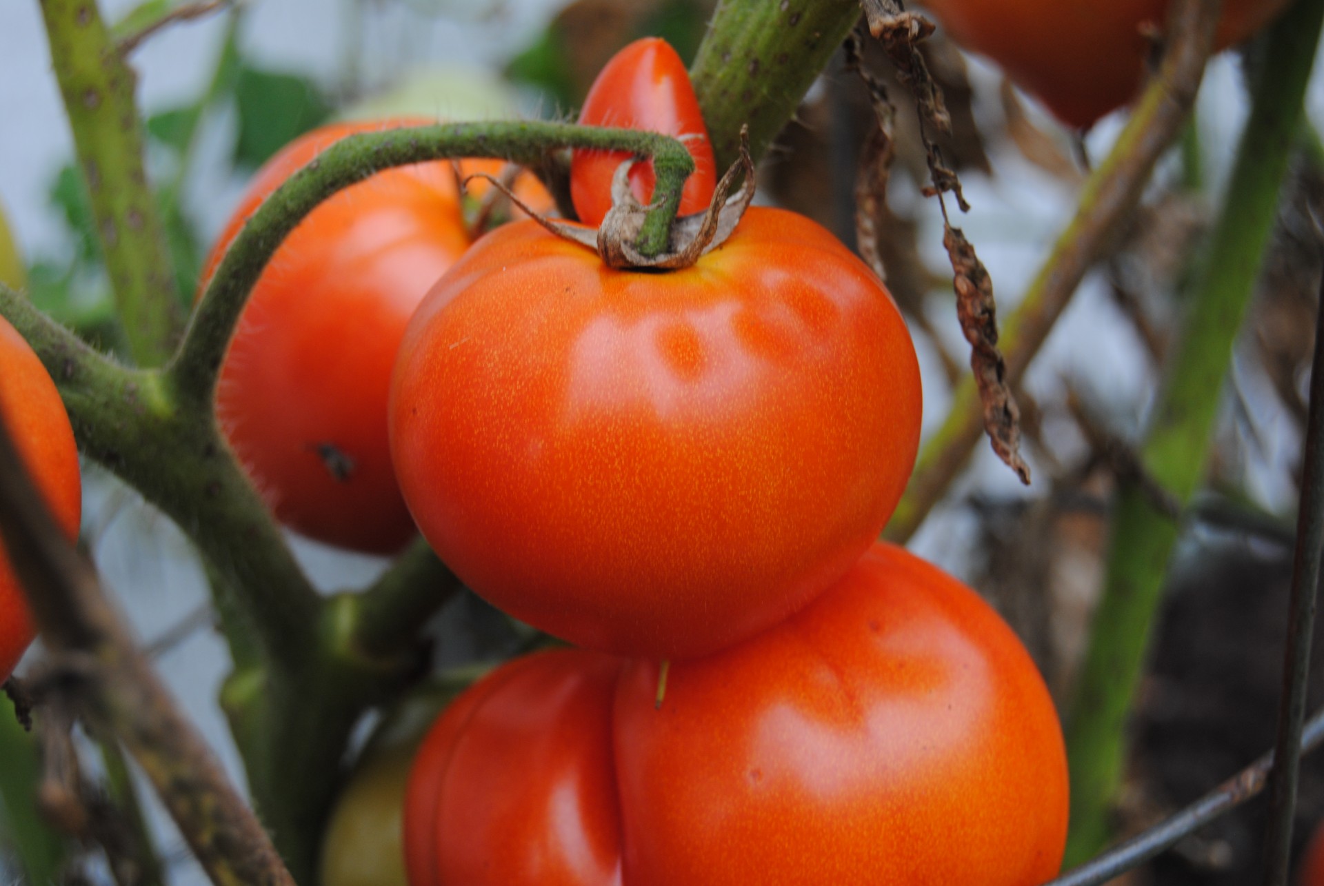 tomato tomatoes vegetal free photo