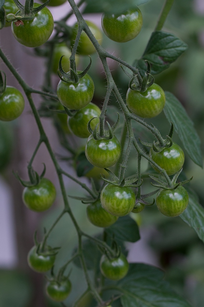 tomatoes trusses green free photo
