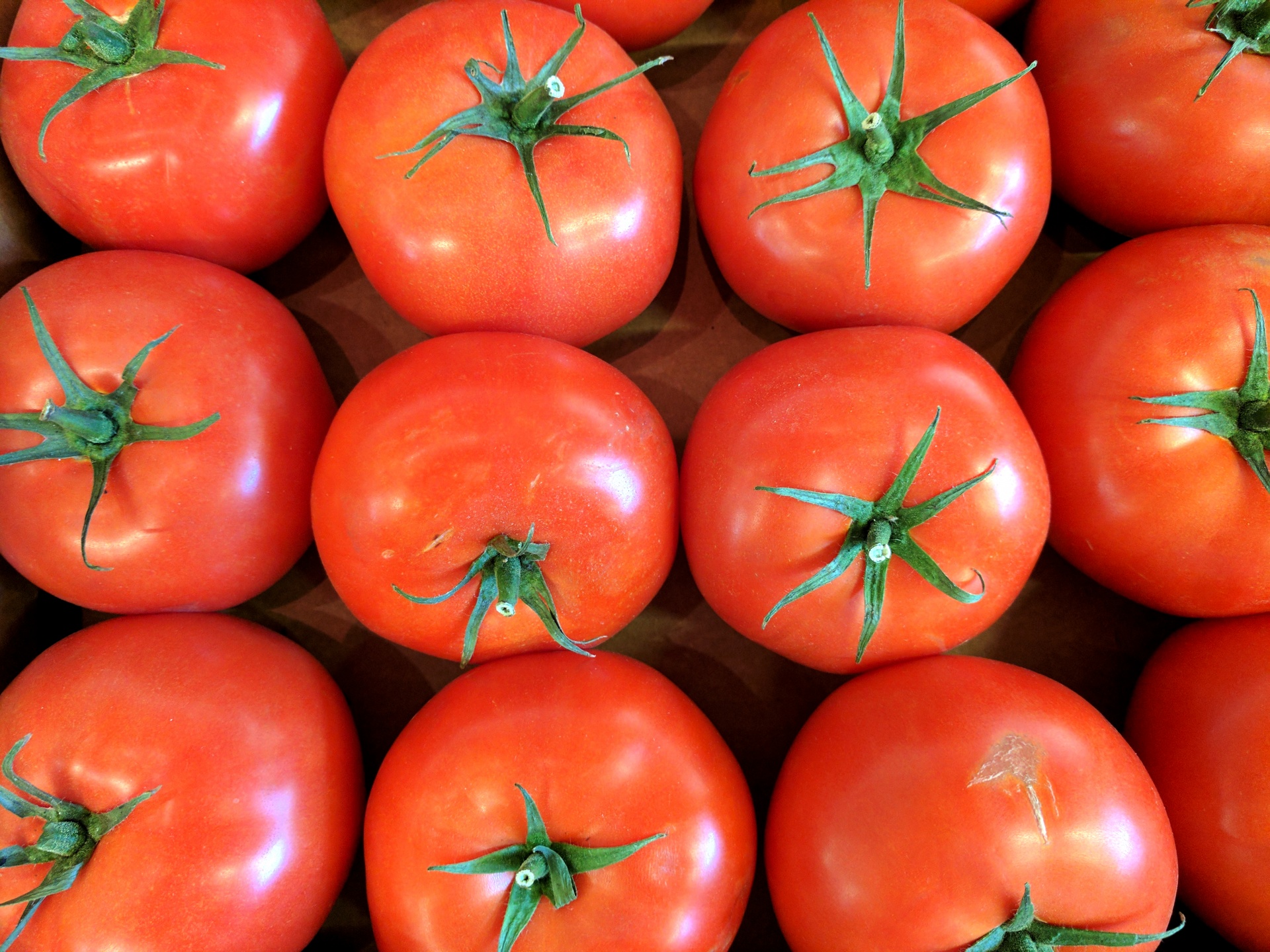 tomato tomatoes vegetable free photo