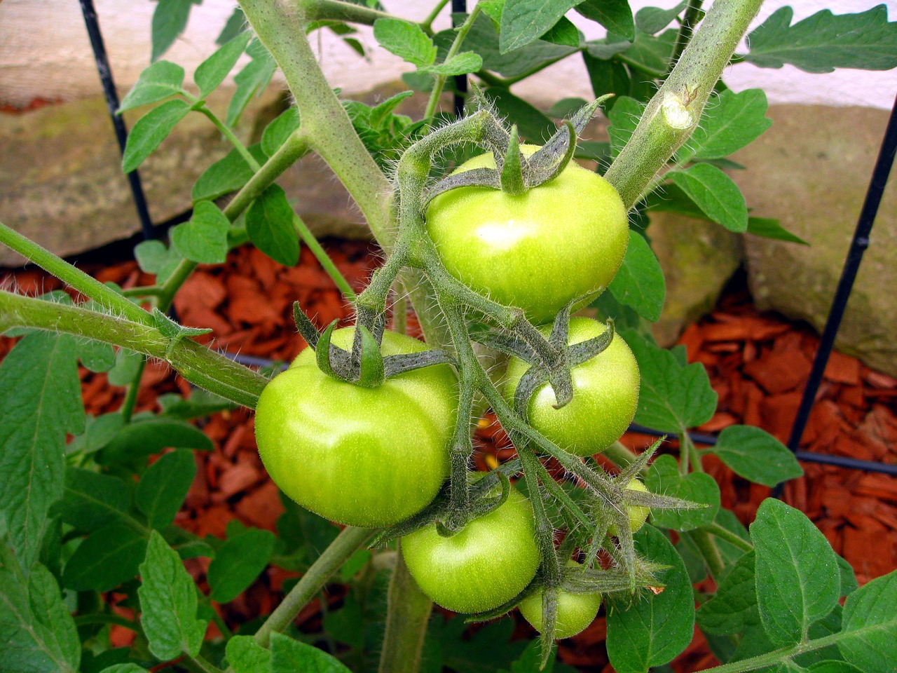 tomatoes nachtschattengewächs garden free photo